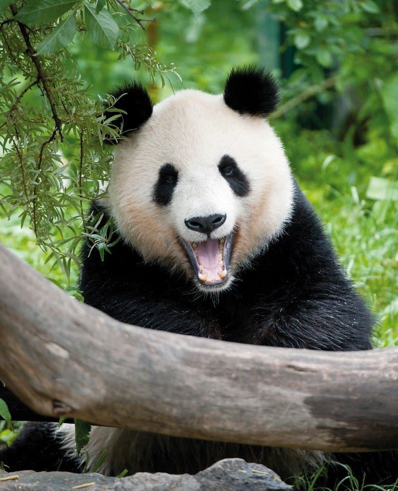 Billet Billets pour le zoo de Schönbrunn Vienne