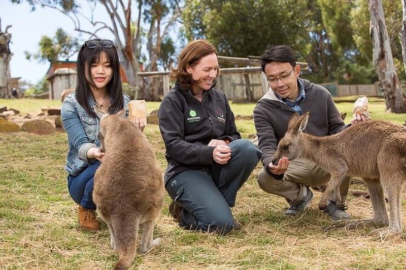 Billet Excursion au Sanctuaire de la Faune Sauvage de Bonorong et à Richmond depuis Hobart