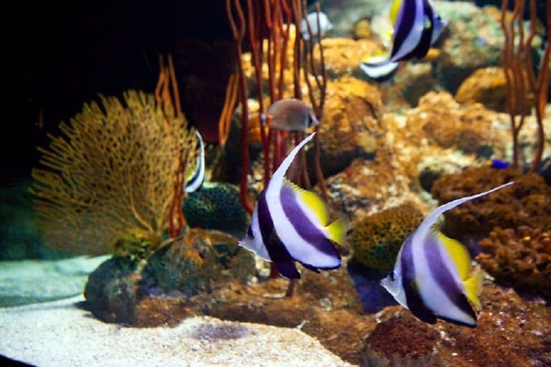 Billet Billets pour Underwater World à Pattaya