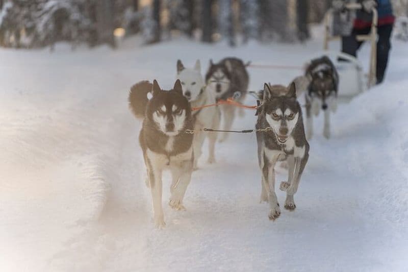 Billet Balade en traîneau à chiens husky à Rovaniemi
