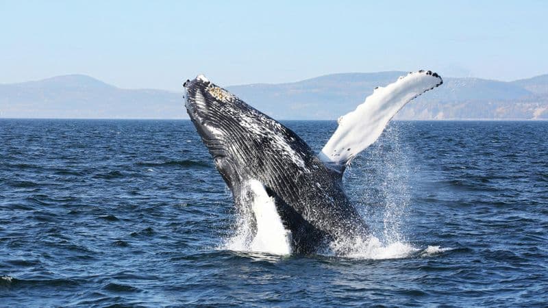 Billet Full-day whale-watching trip from Québec City