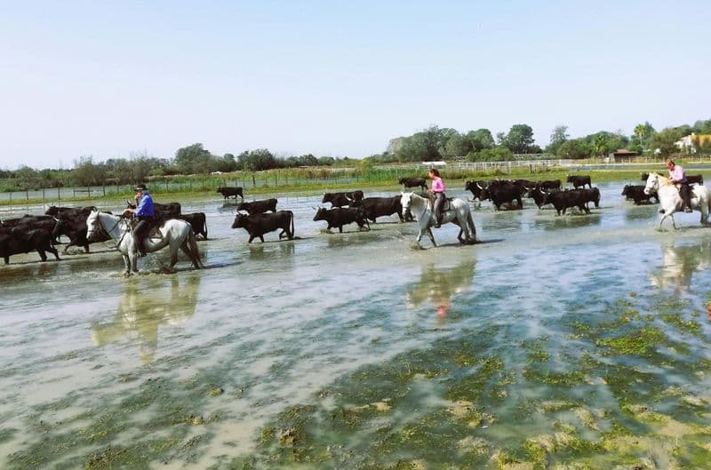 Billet Excursion d'une demi-journée en minibus aux Sables de Camargue avec balade à cheval
