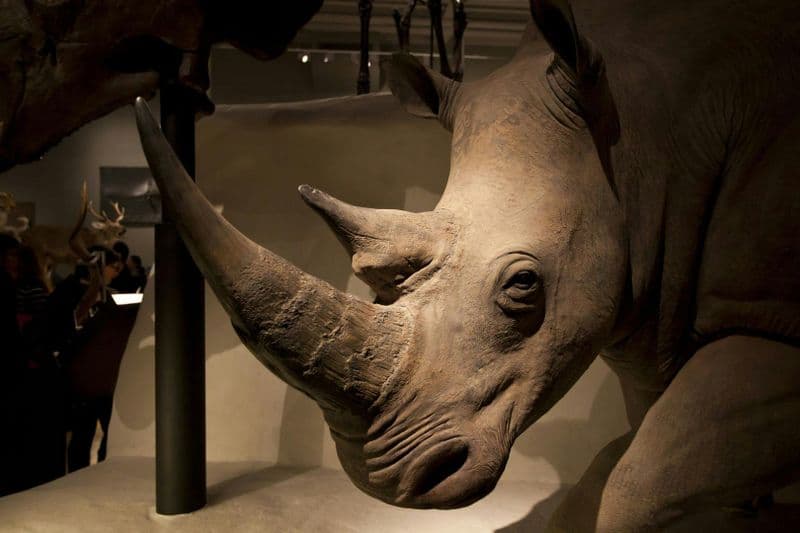 Billet Visite audioguidée intégrée au Musée national d'Écosse