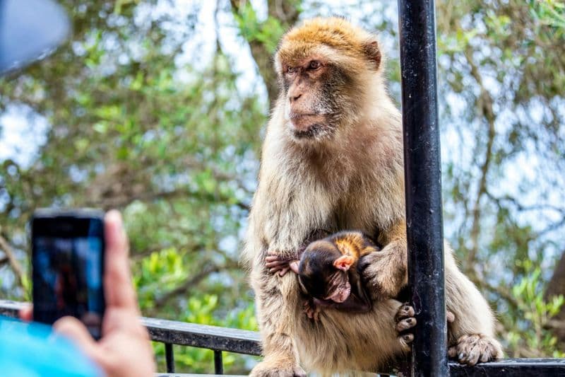 Billet Journée à Gibraltar : Observation des dauphins en mer et visite du rocher