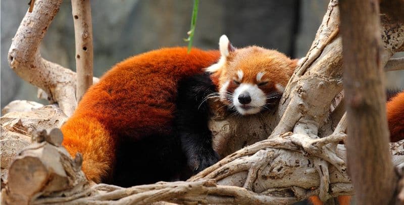 Billet Red panda and Dujiangyan private tour