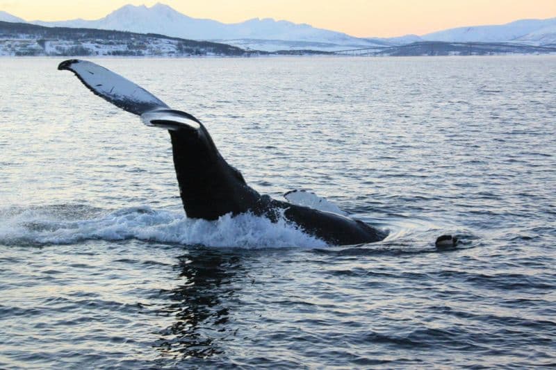 Billet Polar whale safari from Tromso by boat