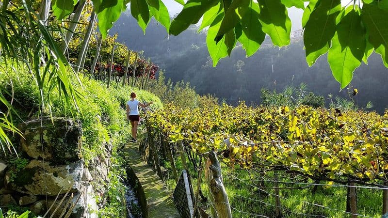 Billet Excursion d'une journée dans les vignobles de Madère au départ de Funchal