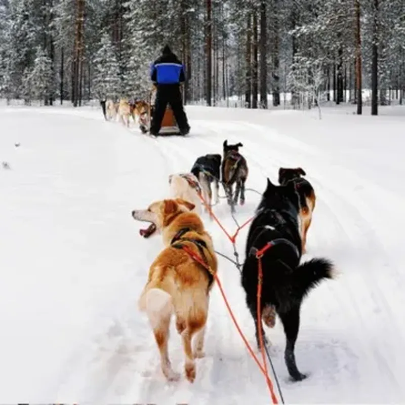 Billet Randonnée en Chien de Traîneau à Chamonix-Mont-Blanc