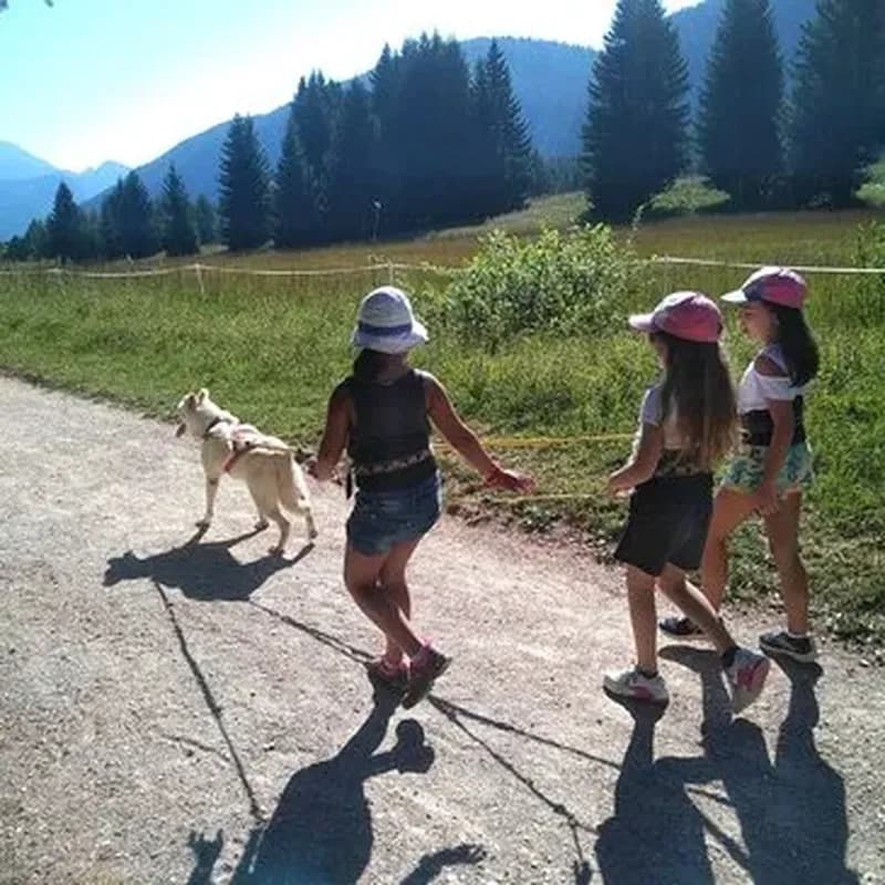Billet Balade en Cani-Rando près d'Annecy