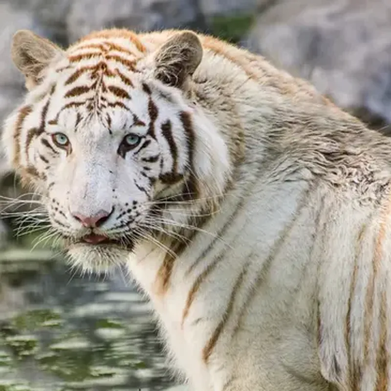 Billet Dormir avec un Tigre Blanc au Zoo de Bordeaux-Pessac