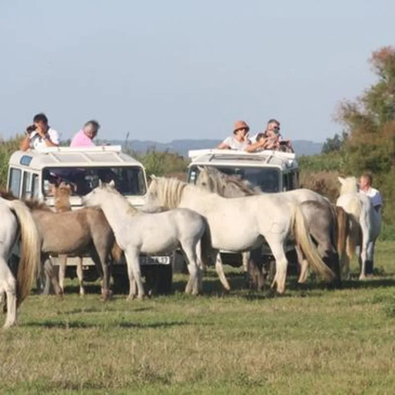 Billet Randonnée Safari en 4x4 en Camargue à Aigues-Mortes