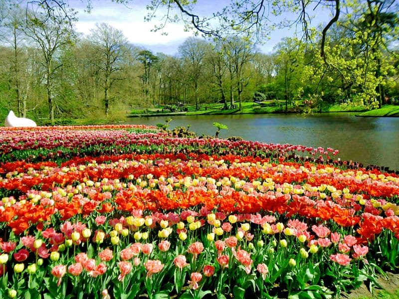 Billet Printemps hollandais Combo: Keukenhof et Madurodam