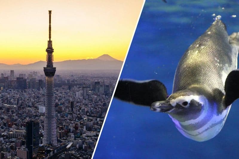 Billet Tokyo Skytree Pass (Tokyo Skytree + Sumida Aquarium)