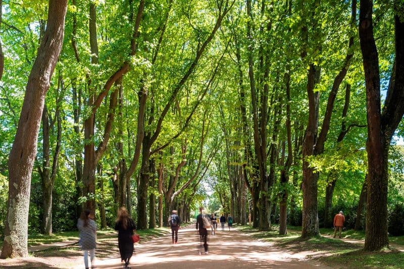 Billet Parc de Serralves : Billet d'entrée et promenade dans les arbres