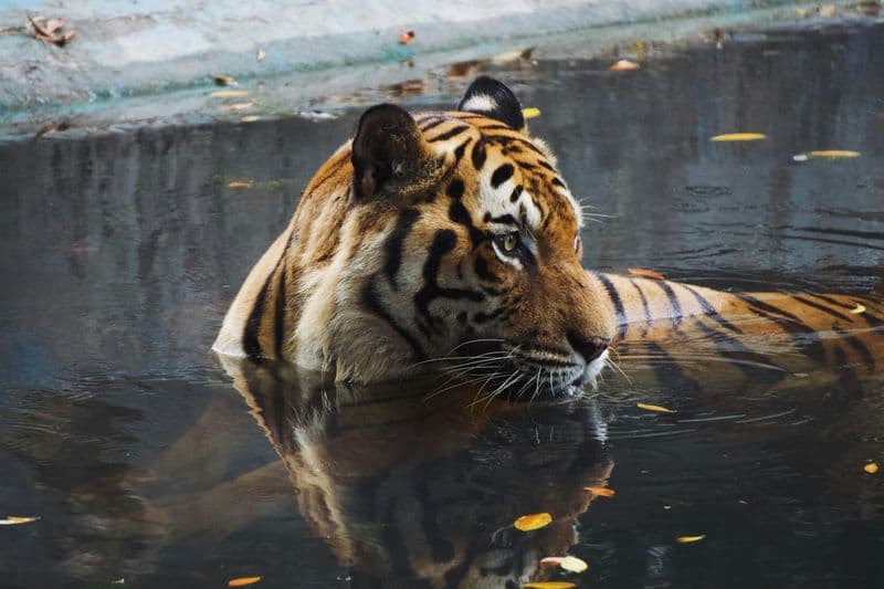 Billet Zoo Negara : Billet d'entrée