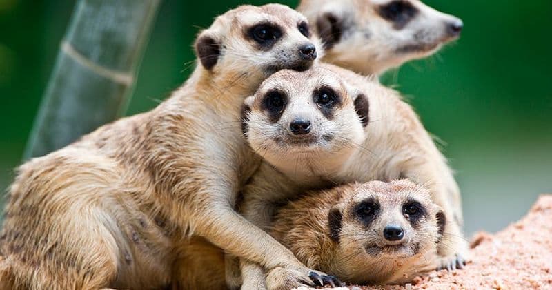 Billet Terra Natura Murcia: Billet d'entrée