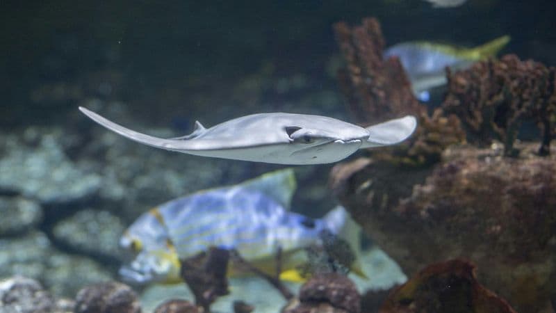 Billet Seaquarium du Grau-du-Roi: Billet d'entrée