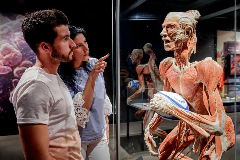 Billet BODY WORLDS Berlin - Le premier musée BODY WORLDS
