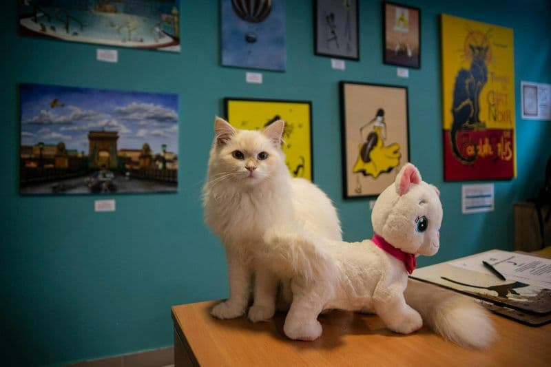 Billet Musée du chat de Budapest : Billet d'entrée + Audioguide