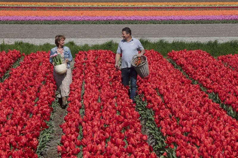 Billet Keukenhof : Visite d'une journée