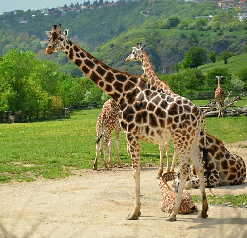 Billet Zoo de Prague & croisière sur la Vltava pour le zoo