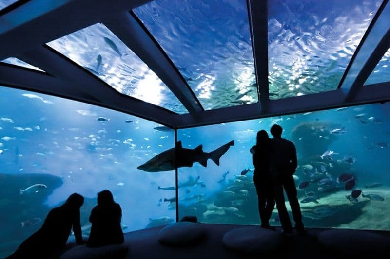 Billet Aquarium de Palma : Billet d'entrée + transfert depuis la zone de Calvià