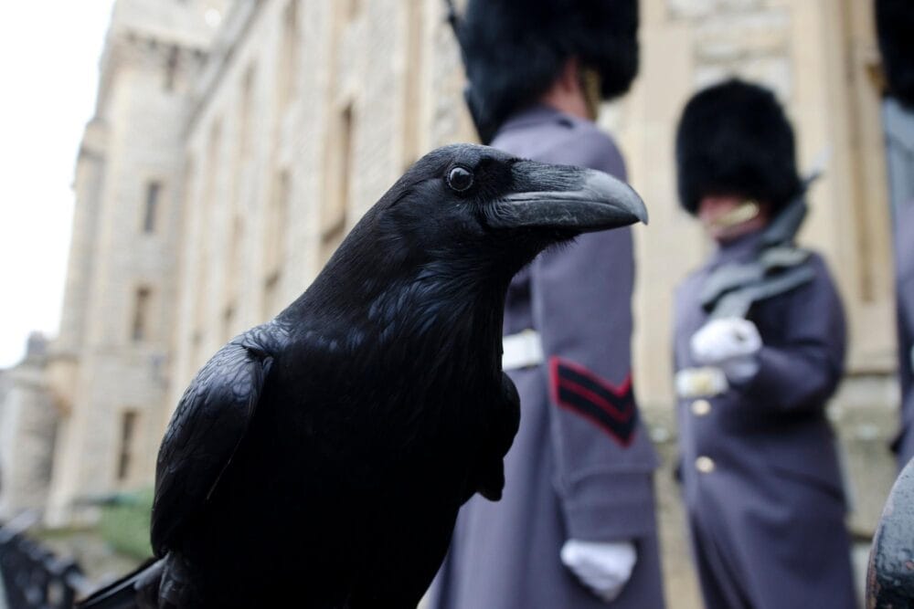 Les corbeaux de la Tour de Londres