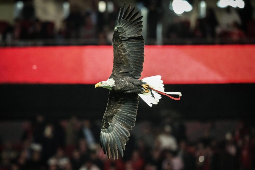 L’aigle de Benfica