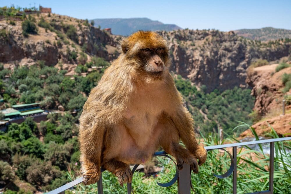 Singe magot - Cascade d'Ouzoud au Maroc