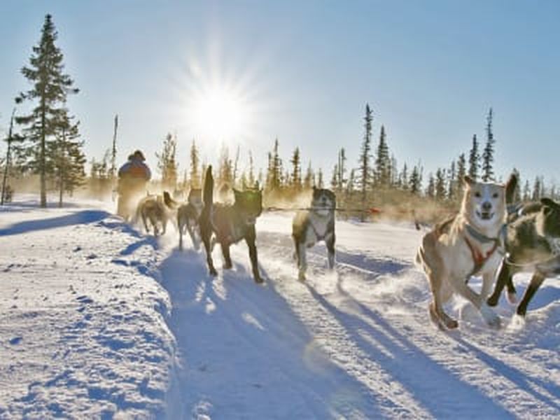 Billet Safari en chiens de traîneau et fika suédoise traditionnelle à Kiruna