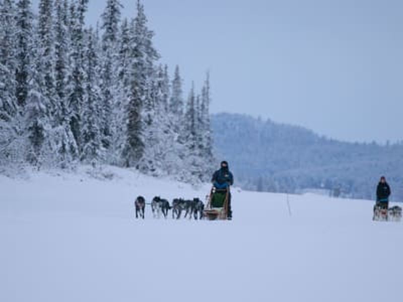 Billet Chasse aux aurores boréales en chien de traîneau dans la Taïga, près de Kiruna