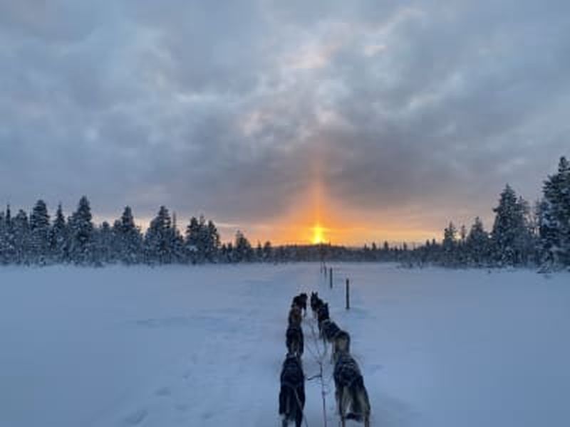 Billet Excursion d'une demi-journée en chiens de traîneau à Svappavaara près de Kiruna
