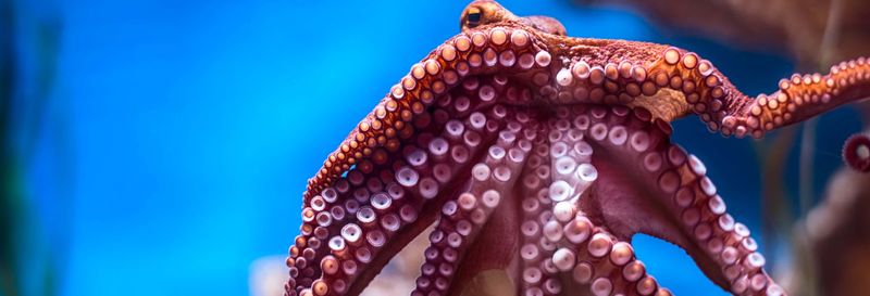 Billet Billet pour l'Aquarium national de Malte