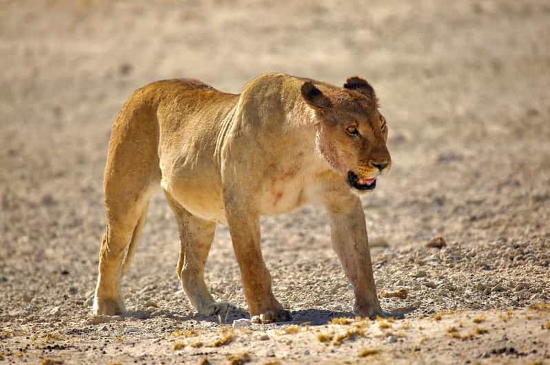 Billet Hébergement de 8 jours dans les parcs nationaux de Soss, Swakop, Twyfelfontein et Etosha