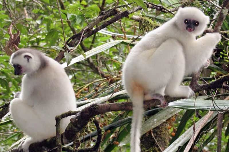 Billet Madagascar : visite guidée de 17 jours dans le nord et le nord-est