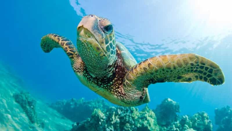 Billet Madagascar : Croisière Nosy Sakatia avec les tortues géantes