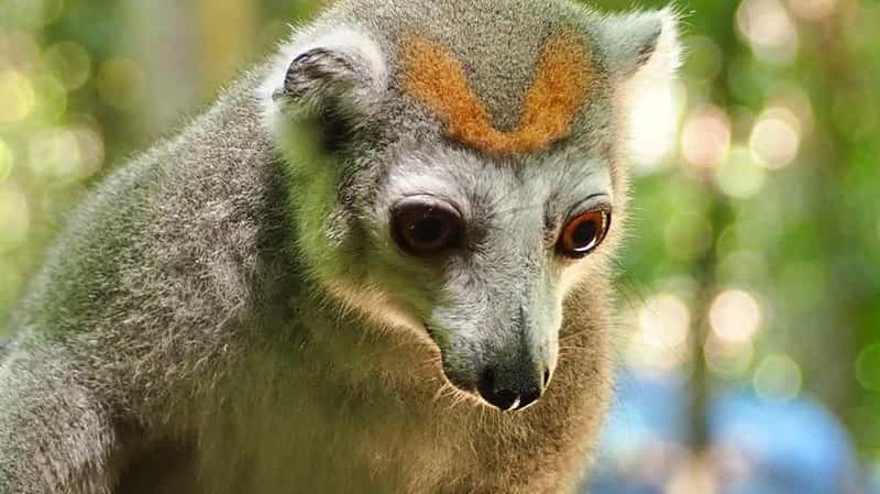 Billet Madagascar : Northern Tour