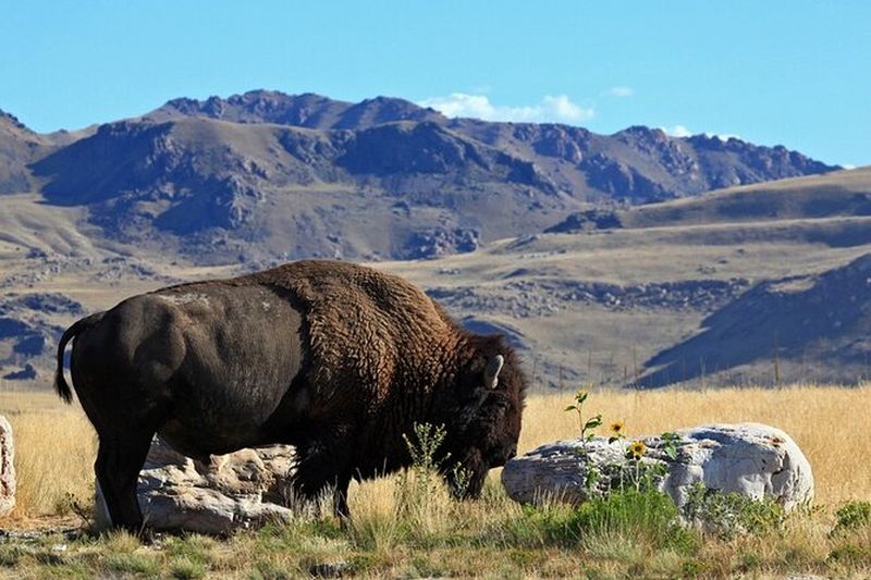 Billet Excursion d'une journée au Grand Lac Salé et à Antelope Island